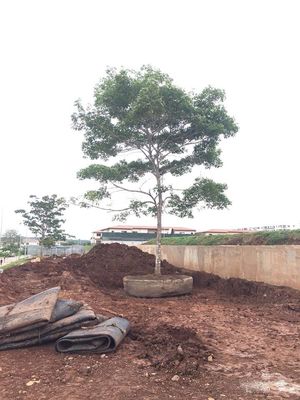 Jakość Morski statek gumowy uruchamiający poduszki powietrzne Suchy dok uruchamiający statek podnoszący fabryka